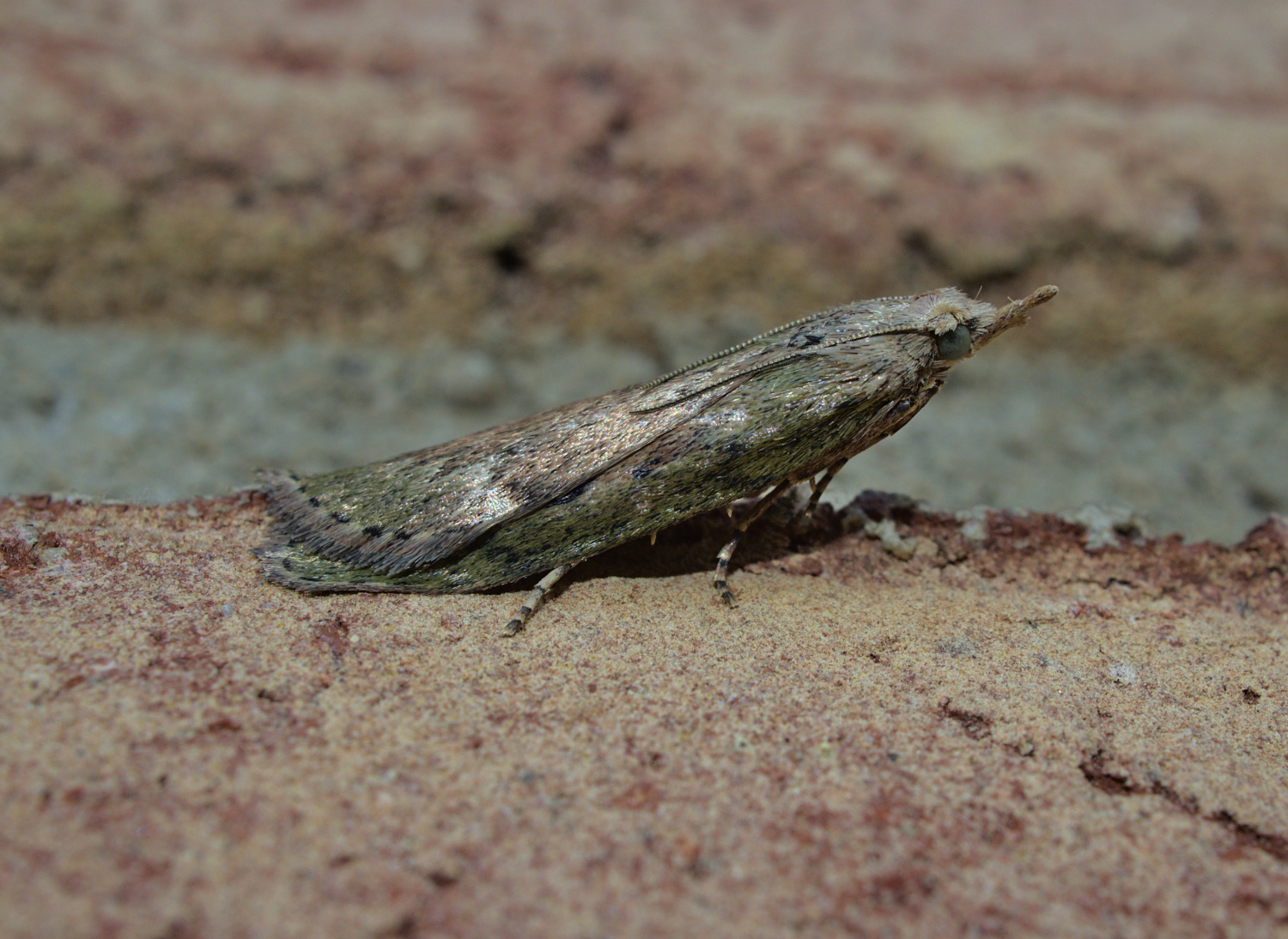 A bee and wasp parasite_20210528.jpg